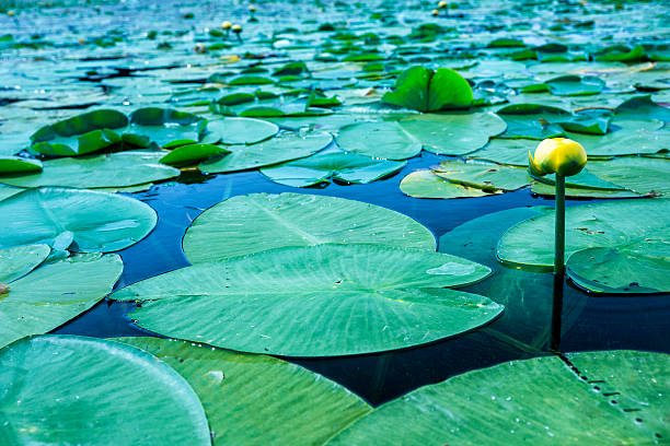 Single yellow flower blooms among a sea of green lilly pads in a Minnesota lake on a summer day