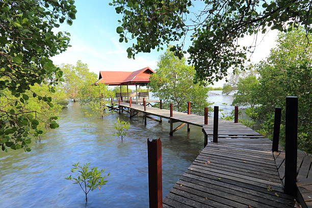 istock Mangrove forest and wooden pavilion 536221701