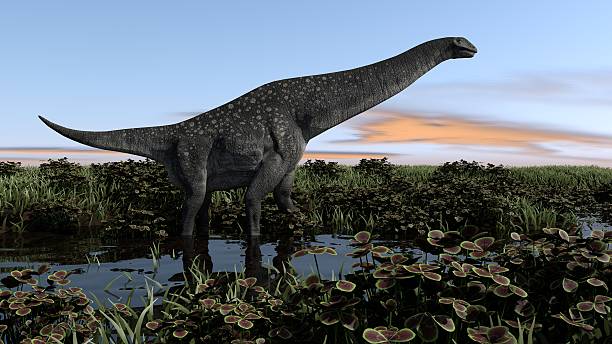titanosaurus walking in swamp - titanosaurs stockfoto's en -beelden