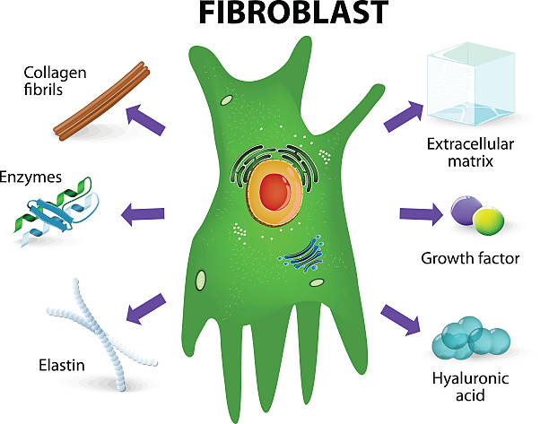 fibroblast. die struktur und funktion - enzyme stoffwechsel stock-grafiken, -clipart, -cartoons und -symbole