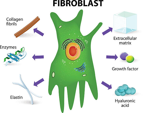 Fibroblast. Structure and function Fibroblast. Structure and function. Human skin cell human cell nucleus stock illustrations