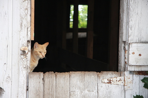 This barn cat keeps a sharp eye on the world through the door of this old barn in northwest Iowa.