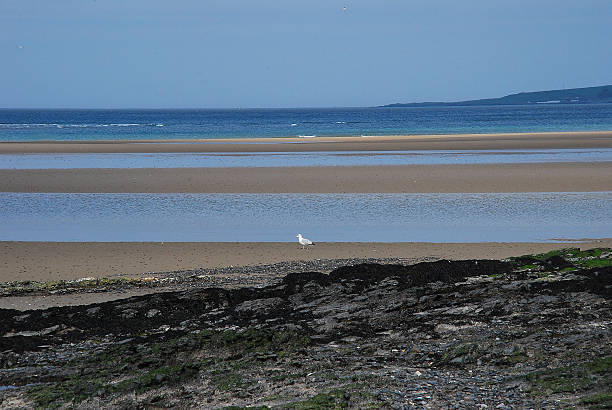 istock Seagull on Malahide Beach, Dublin, Ireland 536244003
