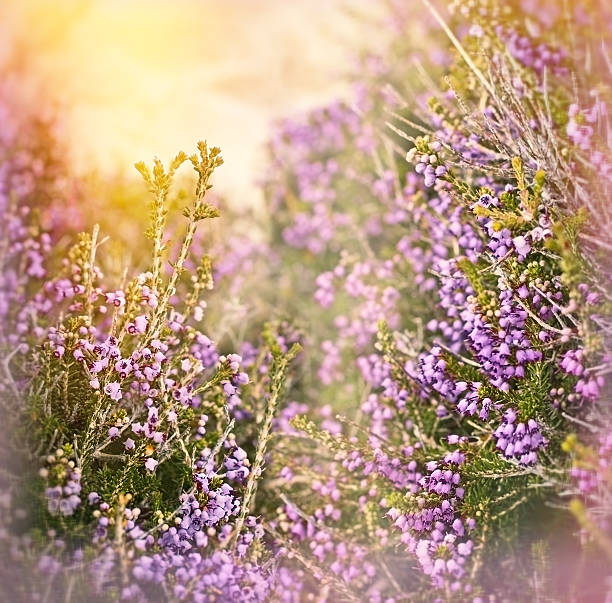 istock Purple flowers in meadow 536244109