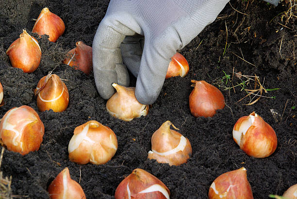 bulb planting bulb planting, tulips plant bulb stock pictures, royalty-free photos & images