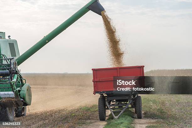 Foto de Colheita De Soja e mais fotos de stock de 2015 - 2015, Agricultura, Ajardinado