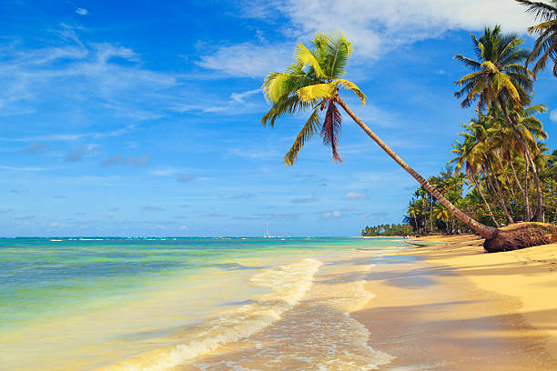 istock Single leaning palm tree on the beach in Dominican Republic 536247807