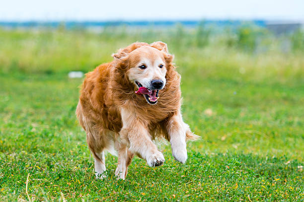 istock Running Golden retriever dog 536248183