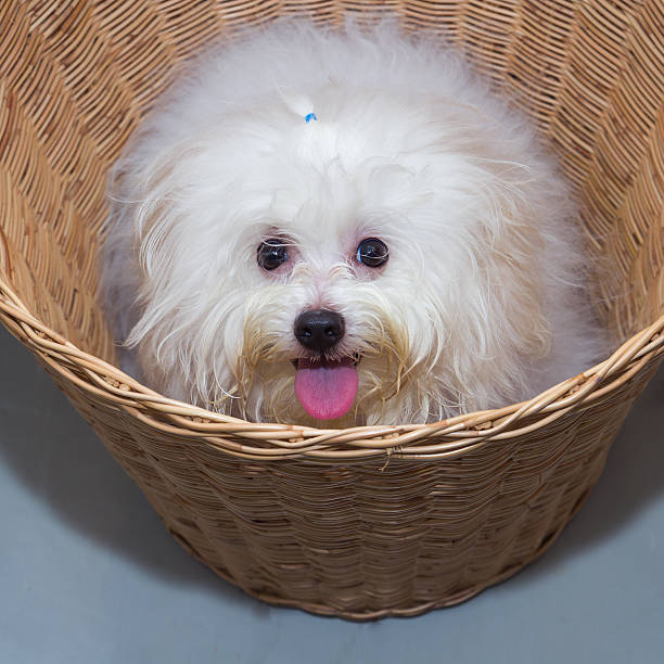 istock Shih tzu puppy breed tiny dog in basket 536249043