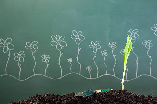 istock Planted tulip on green blackboard 536249659