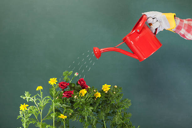 istock Watering can and flowers on green blackboard 536249663