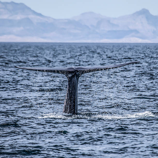 istock Blue whale (Balaenoptera musculus) fluking, Sea of Cortez 536249667