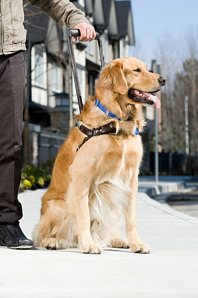 ślepe człowiek i pies przewodnik - golden retriever dog retriever waiting zdjęcia i obrazy z banku zdjęć