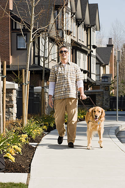 istock Blind man with a golden retriever 536249917