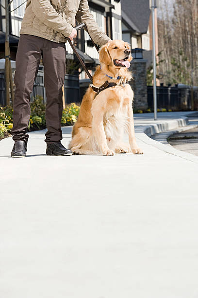 istock Blind man with guide dog on sidewalk 536249969