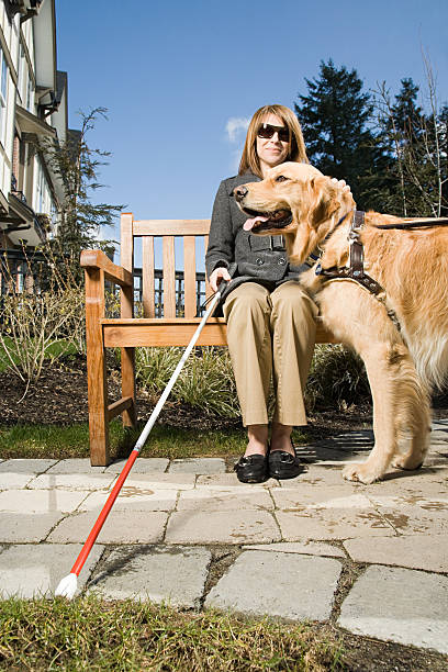 mulher cega com um cão-guia - dog walking retriever golden retriever imagens e fotografias de stock