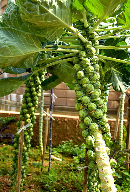 istock Brussels sprouts plants at vegetable garden 536250413