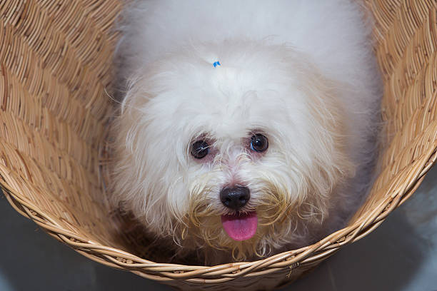 istock Shih tzu puppy breed tiny dog in basket 536250573