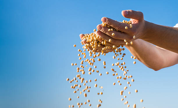 ripe soybeans stock photo