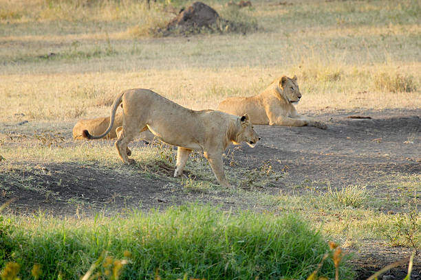 istock Pride of young male lions 536250973