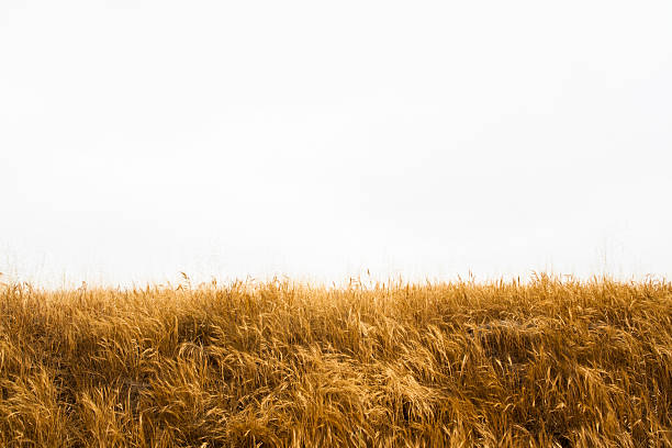 Tall Yellow Wild Grass Against an Isolated White Sky