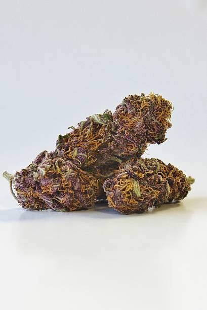 Purple Power Plant Marijuana Vertical stock photo