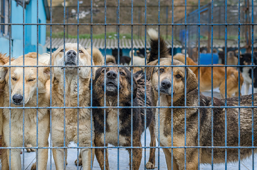 dogs in an animal shelter, waiting for a home