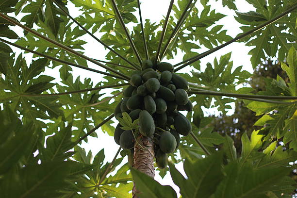istock Papaya Tree, Hong Kong 536272199
