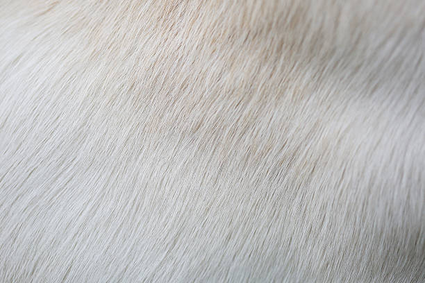 istock Close up puppy Lab Dog fur textures 536273035
