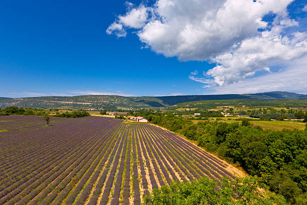 istock Lavender Field in Provence, France 536273407