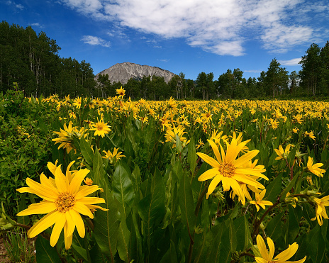 Wildflowers near Kebler Pass Colorado