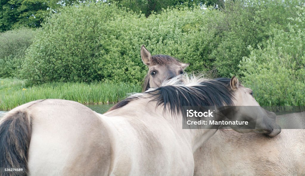 Konik Horses in Nature Reserve (Limburg, Netherlands) Koniks are used to regulate the Vegetation in nature Reserves. This Picture is taken in a Nature Reserve along the River Meuse, Limburg, the Netherlands. 2015 Stock Photo