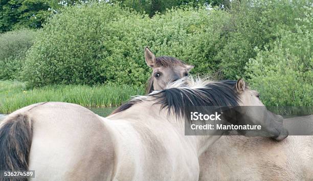 Konik Horses In Nature Reserve Stock Photo - Download Image Now