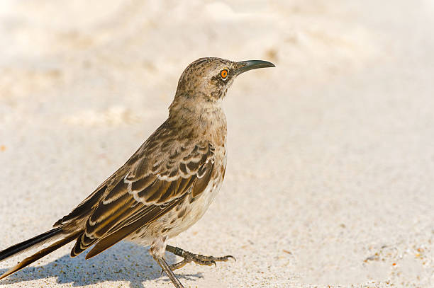 istock Galapagos Hood Mockingbird 536274594
