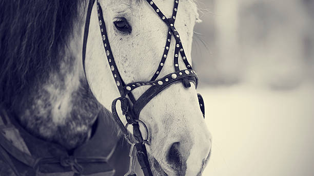 istock Muzzle of a white horse in a harness. 536274779