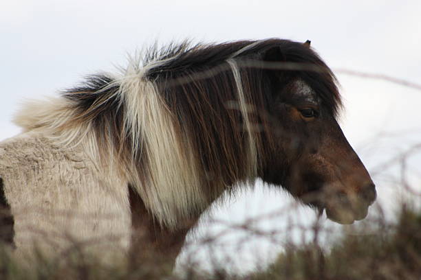 A wild horse at Assateague Island National Seashore in Worcester County, Maryland on February 3rd, 2023.