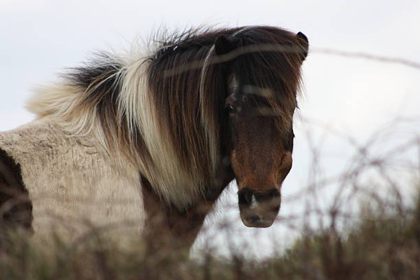 Exmoor Pony