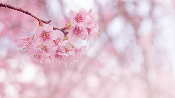 istock Pink cherry blossom retro vintage 536275839