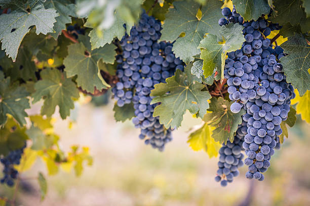 vin rouge, raisin sur la vigne - hanging from the vine photos et images de collection