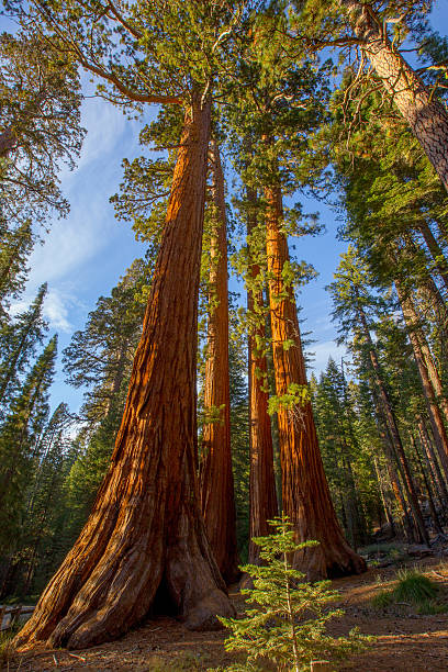 istock Giant Sequoia, Mariposa Grove Trees 536277129