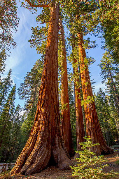 セコイアオスギ、マリポサグローブの木 - forest tree woods redwood national park ストックフォトと画像