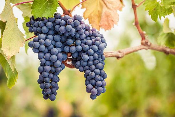 пино noir виноград - красный виноград стоковые фото и изображения