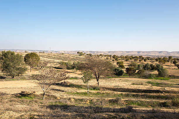 Feild near Metar, a comunity village northen Ber-Sheva, Israel