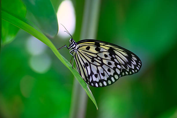 istock Rice Paper butterfly Idea leuconoe in green leaf 536278139