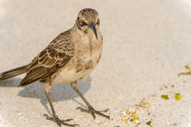 istock Galapagos Hood Mockingbird 536279052