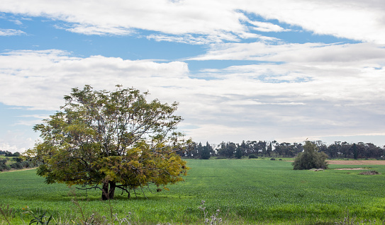 Chinaberry (melia) tree in a green field, cloudy sky