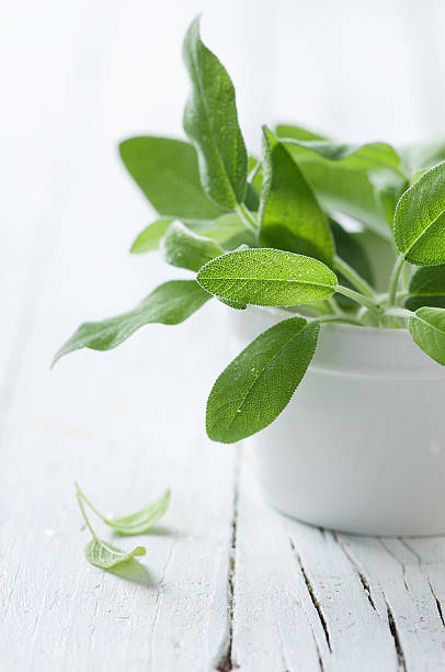istock Fresh green sage on the wooden table 536285971