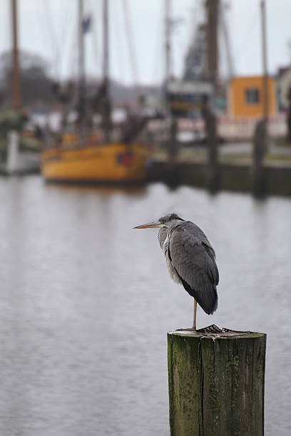 Gray Heron On Wooden Pole