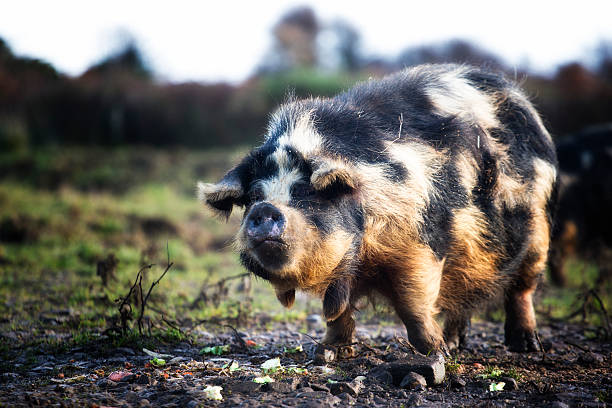 kune kune pig eating kitchen waste