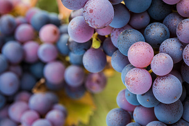 пино нуар виноград close-up - виноградовые фотографии стоковые фото и изображения